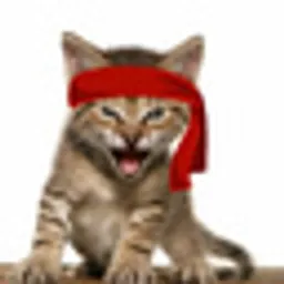 ROAR