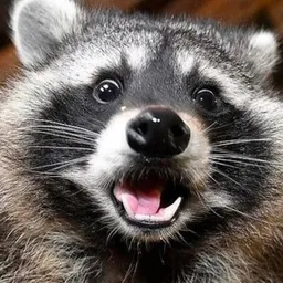 RACCOONS