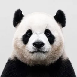 FuBao