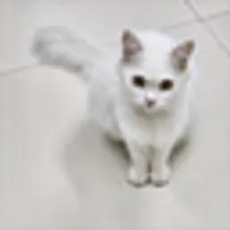 PAMPU