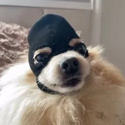 Dog Wif Mask logo