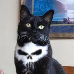 $SKULLCAT