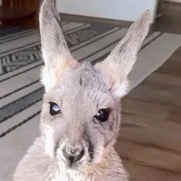 Cardi The Kangaroo token logo