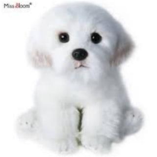 BICHON