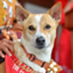 ALOKA