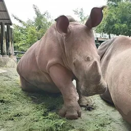 babyrhino