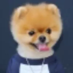 No1 instagram dog (jiffpom) token logo