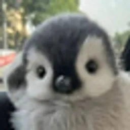 peanie