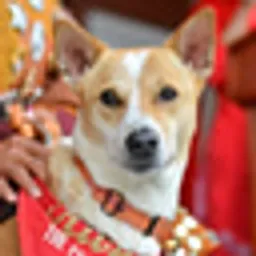 ALOKA