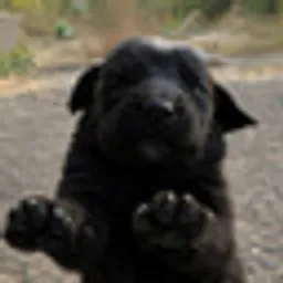 ABEL
