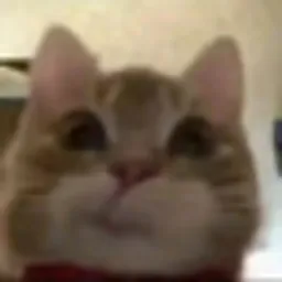 jeff
