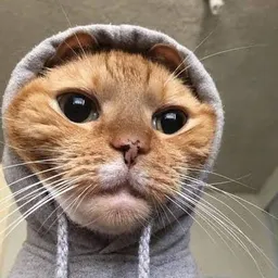 HOODCAT