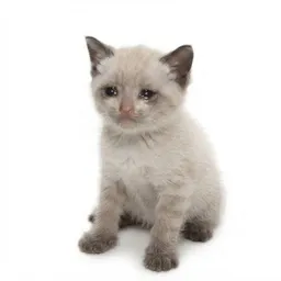 CASHKITTEN