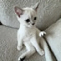 Mimi