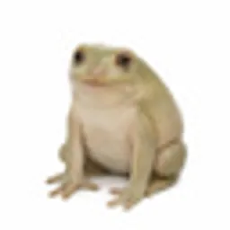CASHFROG