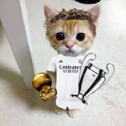 CR7 cat