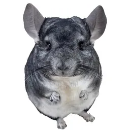 Phil E Chinchilla token logo