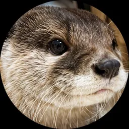 OTTER