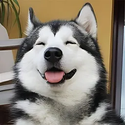 HUSKY