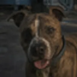 Rico