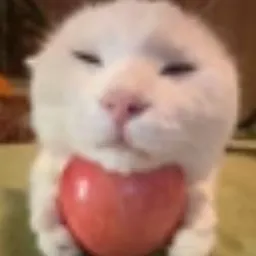 Jenga Cat logo