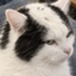BALDCAT