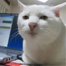 Seriouscat
