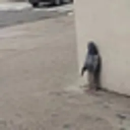 Pigeon