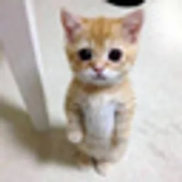 GATO