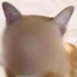 ANONCAT