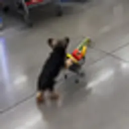 Shopping Dog logo