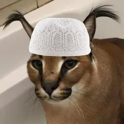 Halal Cat token logo