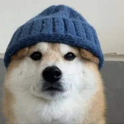 dog wif new hat token logo