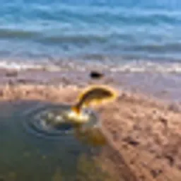 Fish