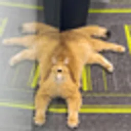 CATCLOPS