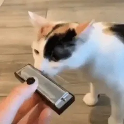 harmonicat