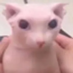 Bingus Cat logo
