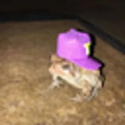 toadwif