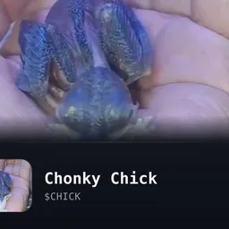 CHICK