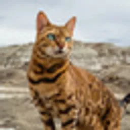 SUKI