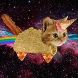 Bacon Taco Cat  token logo