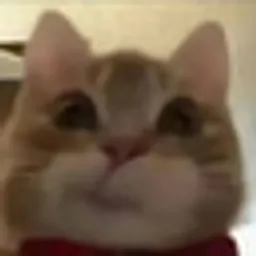 歪嘴小猫