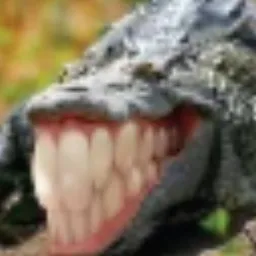 COLGATOR