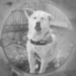 HACHIKO logo