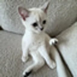 MIMI