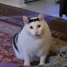 Huh The Viral Cat logo