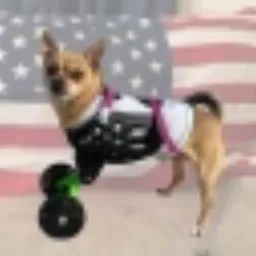 Dog Wif Wheels token logo