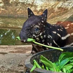 Baby Tapir token logo