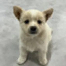Moka