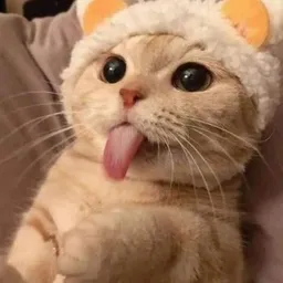 Just a cute kitty logo